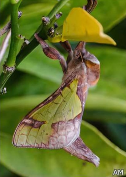 aenetus-ligniveren-female