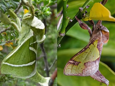 Australian moths: Aenetus ligniveren