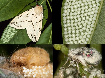 Moth Eggs