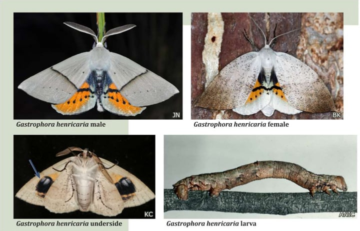 gastrophora-henricaria