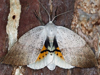 Types of Moths: Gastrophora henricaria
