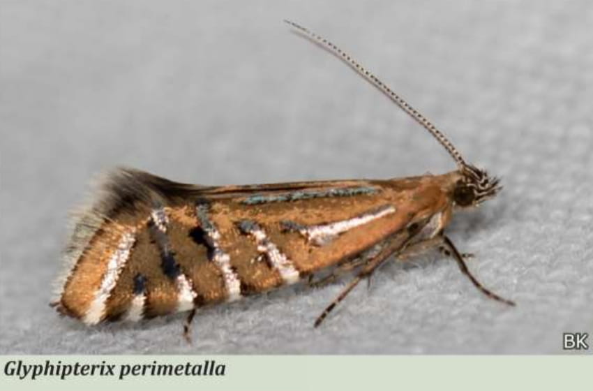 glyphipterix-perimetalla