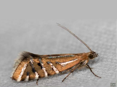 Glyphipterix perimetalla