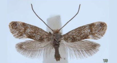 Incurvariidae adult